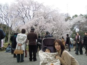 六義園のしだれ桜_e0030586_0332749.jpg