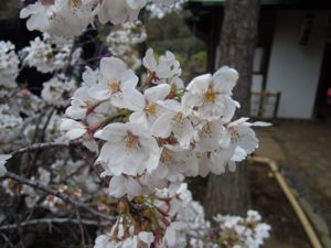 六義園のしだれ桜_e0030586_0332877.jpg