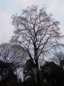 六義園のしだれ桜_e0030586_0332964.jpg