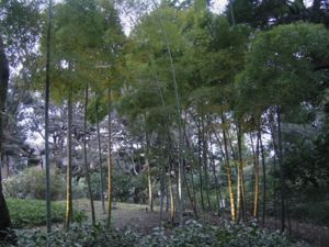 六義園のしだれ桜_e0030586_0333173.jpg