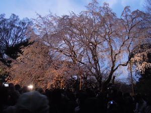 六義園のしだれ桜_e0030586_0385821.jpg