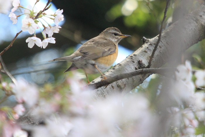 2012年4月6日 マミチャジナイ_c0241488_23165894.jpg