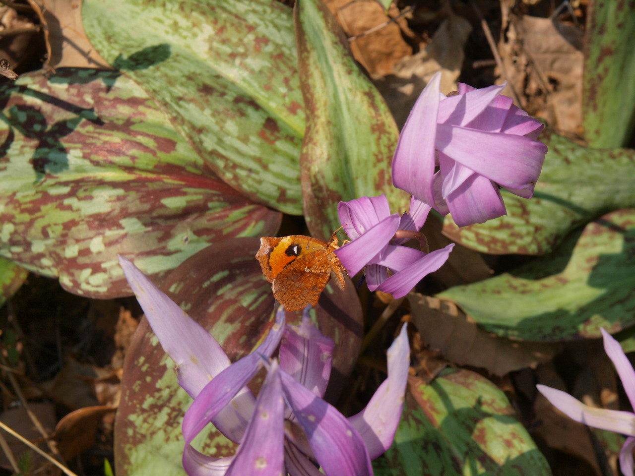 カタクリの花で_e0123889_16574833.jpg