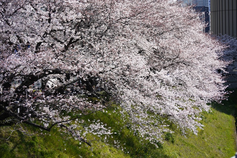 靖国神社の桜_a0127090_22274430.jpg