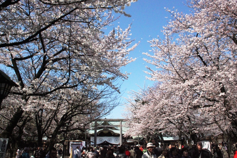 靖国神社の桜_a0127090_2234498.jpg