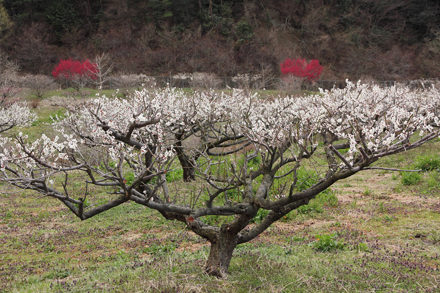 12.04.01：いなべ市梅林公園はどん曇り３_c0007190_1926342.jpg