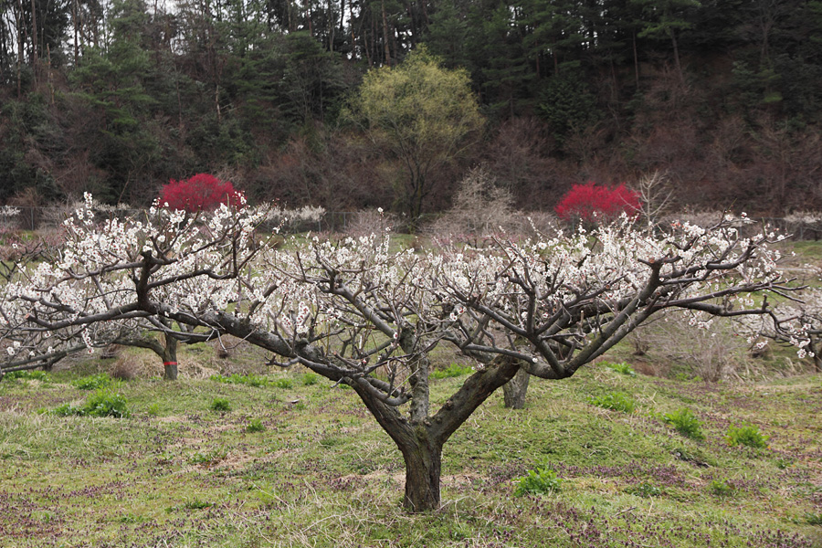 12.04.01：いなべ市梅林公園はどん曇り３_c0007190_19264653.jpg