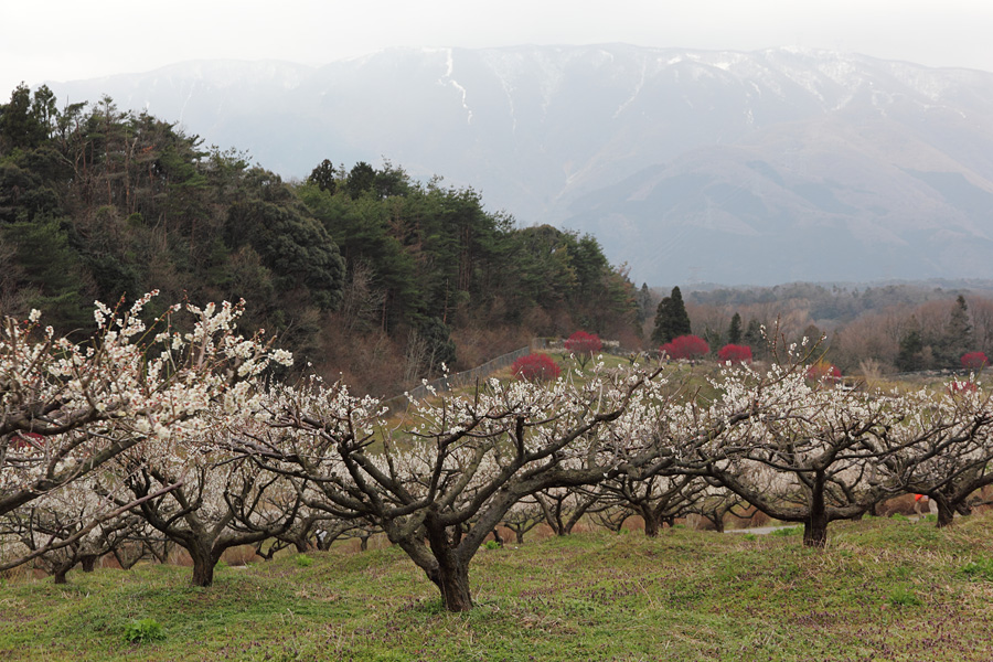 12.04.01：いなべ市梅林公園はどん曇り３_c0007190_1927339.jpg