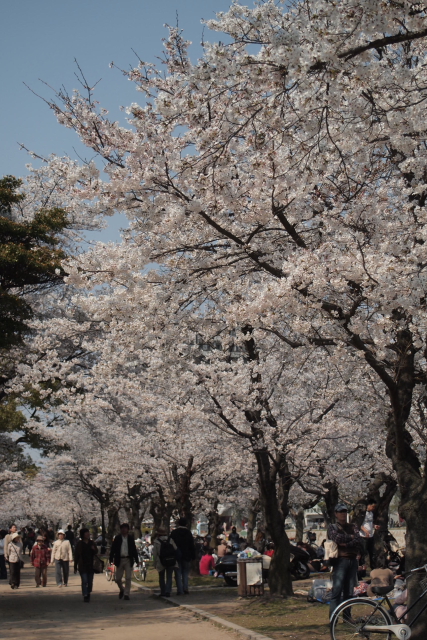 花見な日_a0233991_2144246.jpg