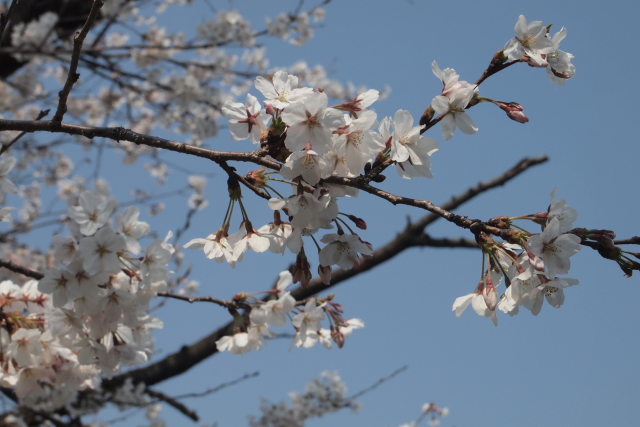 花見な日_a0233991_2145897.jpg