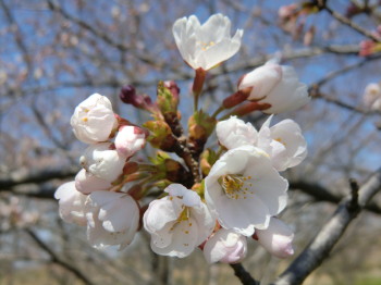 毎日新聞掲載されました・・・・桜も綺麗です_b0111791_1138145.jpg