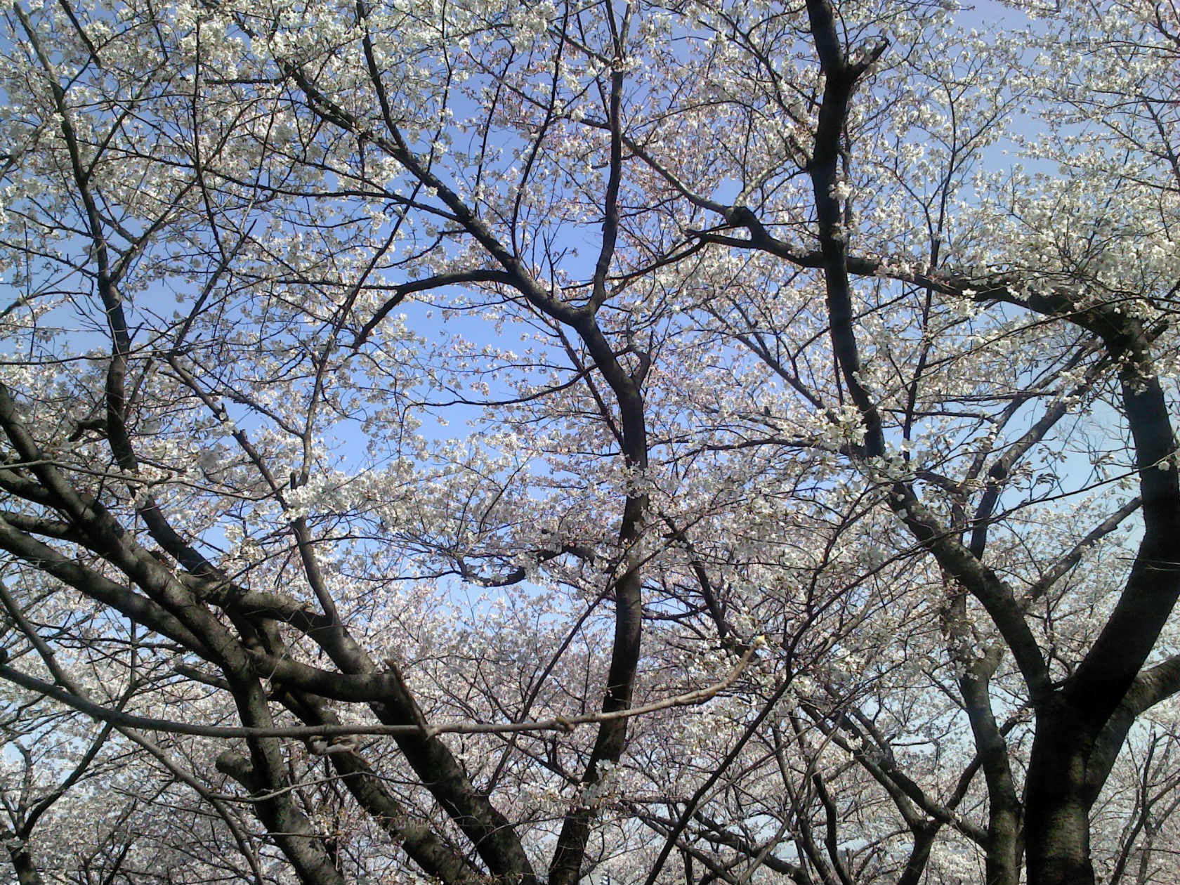 b0177792_1525982.jpg