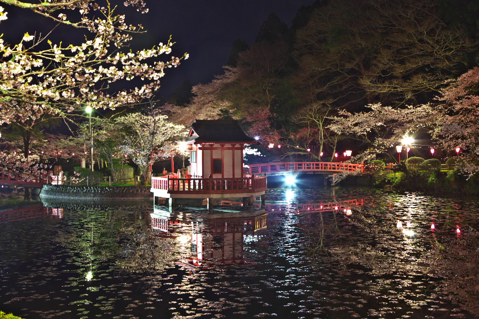 茂原湖の夜桜_d0248494_2232271.jpg