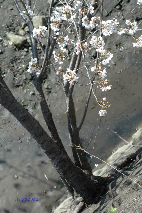 ど根性桜_b0245395_3501099.jpg