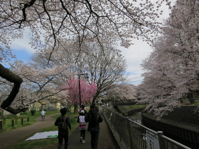 桜ロングラン＠荻窪～多摩湖30km　　　　2012.4.8(日)_c0213096_18553086.jpg