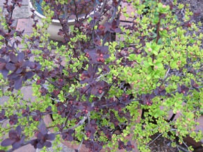 c0117898_22533877.jpg