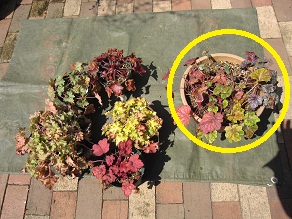 c0117898_22545683.jpg