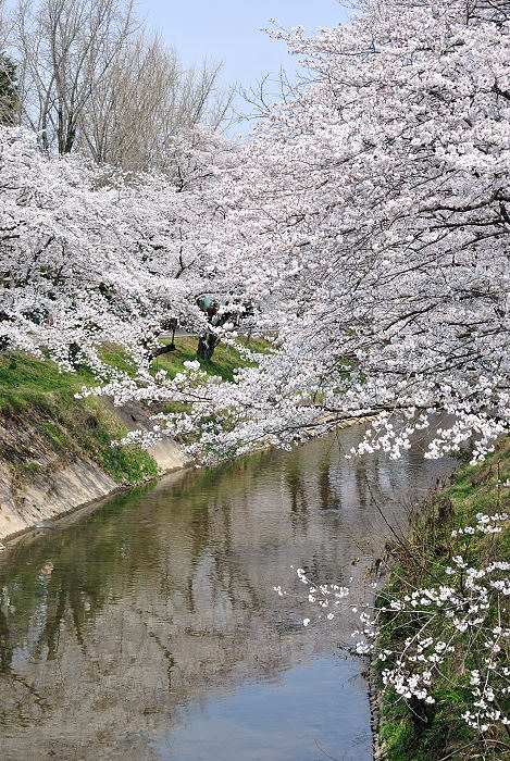 桜満開！（桜の花編）_a0258099_228549.jpg