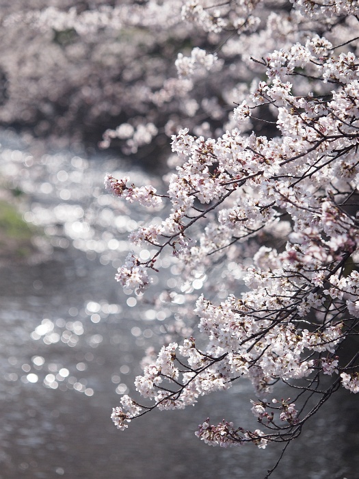 五条川の桜_e0075403_18255184.jpg