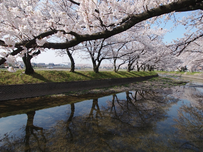 五条川の桜_e0075403_18263526.jpg