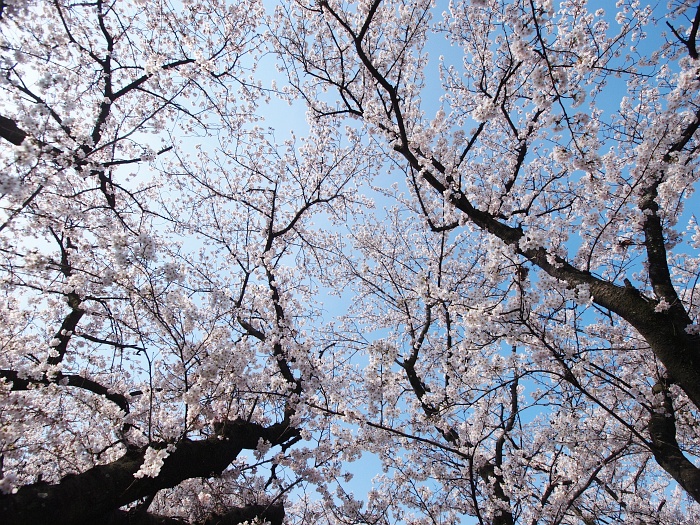 五条川の桜_e0075403_18265566.jpg