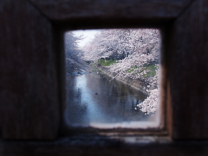 五条川の桜_e0075403_1827468.jpg