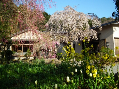 長興山の桜が見頃です。_a0071805_107487.jpg