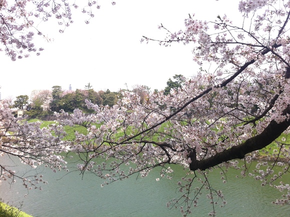 桜 2012_e0098605_13553683.jpg