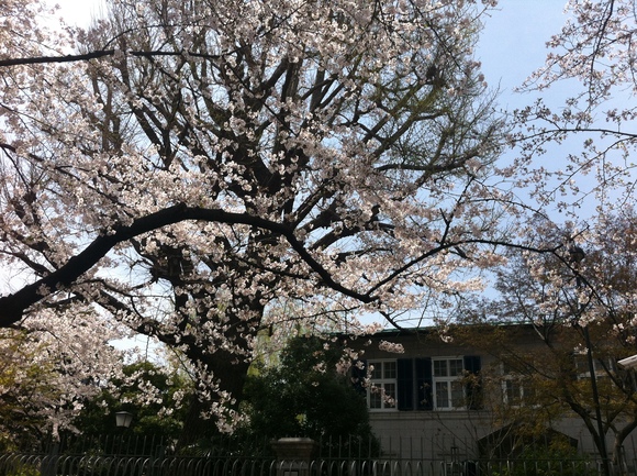 桜 2012_e0098605_13595830.jpg