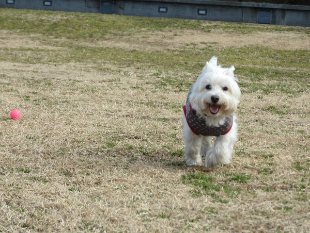 今週もお台場に行っちゃいました（〃＾∀＾〃）ェﾍﾍ 　２０１２年２月１１日（土）_f0039907_13423227.jpg