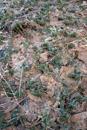 f0160407_551334.jpg
