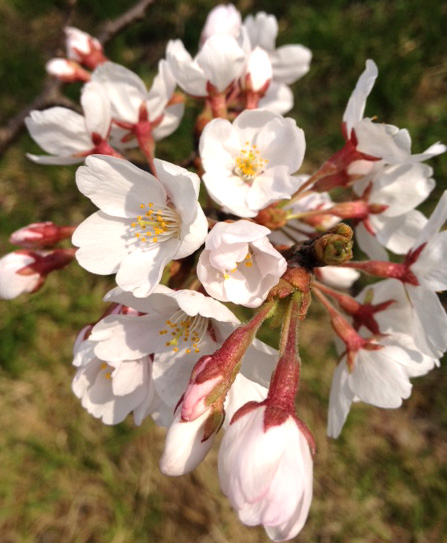 こちらも桜満開_e0090208_12335495.jpg