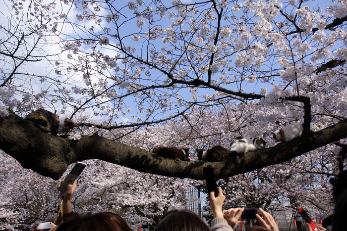 上野でお花見を_f0137508_16215960.jpg