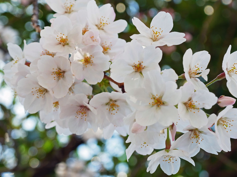 ８５ｍｍ側で撮る桜_e0004009_0595635.jpg