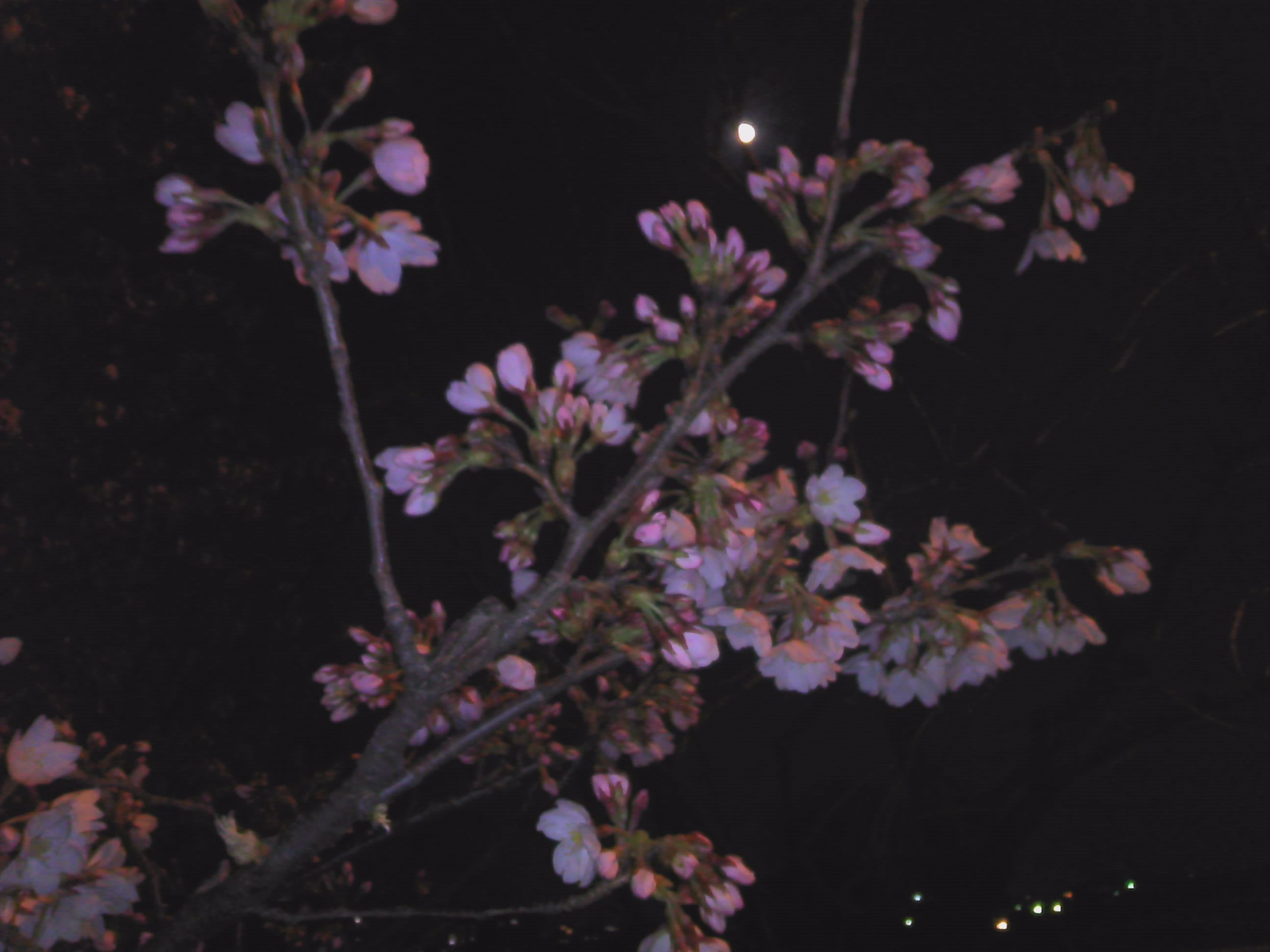 a0059812_873997.jpg