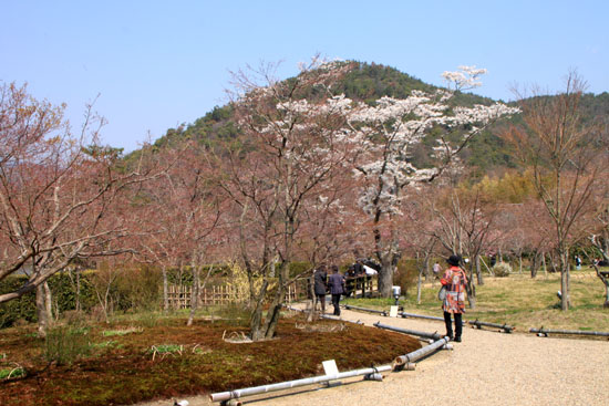 嵯峨野　平安卿_e0048413_22265954.jpg