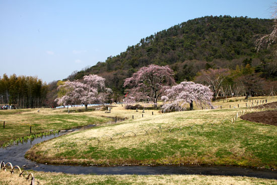 嵯峨野 平安卿_e0048413_22271329.jpg