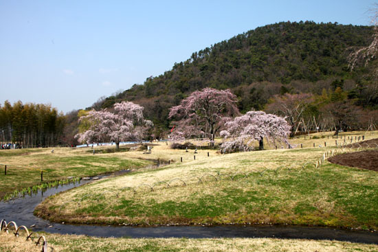 嵯峨野　平安卿_e0048413_22271329.jpg