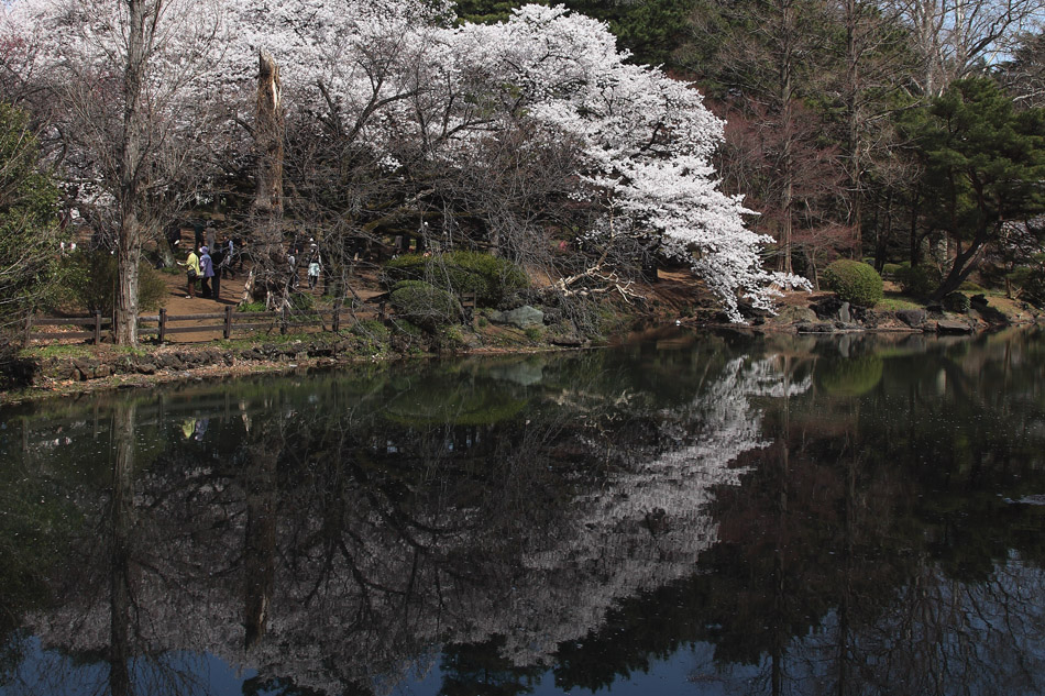 満開の桜〜新宿御苑_e0134814_17524422.jpg