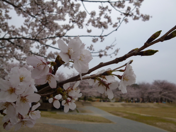 けいはんな公園の桜♪_e0233614_21531212.jpg