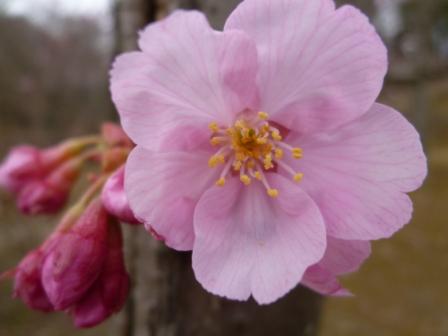 けいはんな公園の桜♪_e0233614_2219466.jpg