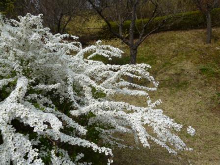 けいはんな公園の桜♪_e0233614_22331617.jpg