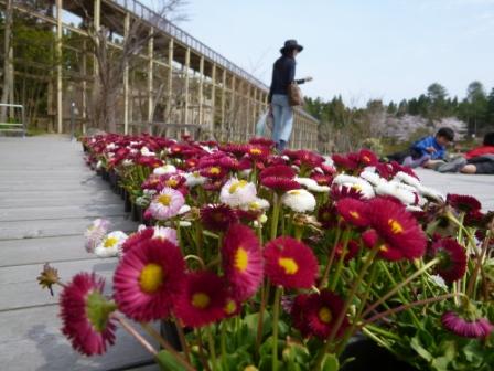 けいはんな公園の桜♪_e0233614_2238363.jpg