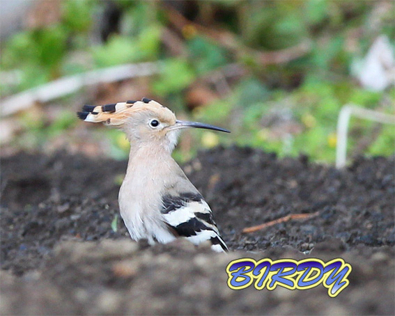 ヤツガシラ 2012年4月　三宅島_e0276114_42445.jpg
