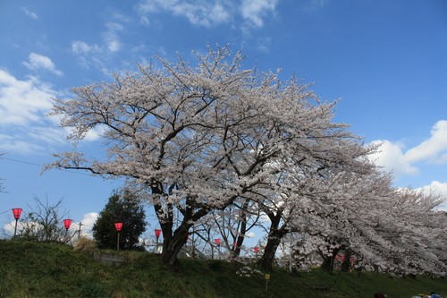 瀬戸川沿いをサクラを見ながら散歩_b0093515_733392.jpg