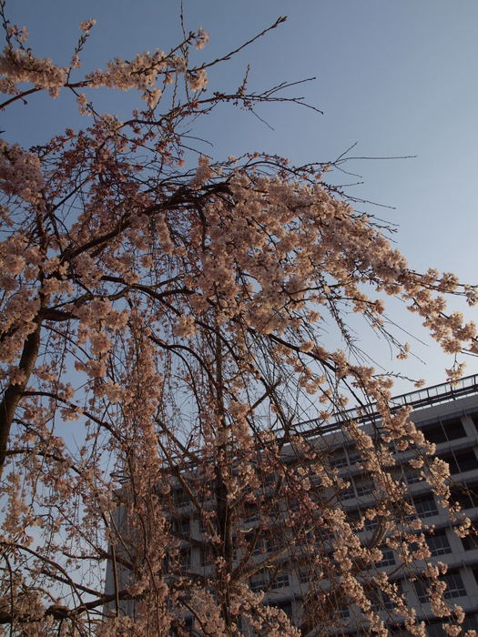 お花見♪　その２_c0116915_034037.jpg