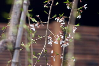 2012 しだれ桜プロジェクト　【4月10日】_c0170415_13481122.jpg