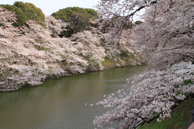 千鳥ヶ淵の桜_d0026817_21464698.jpg