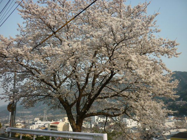 桜_d0178017_10492511.jpg