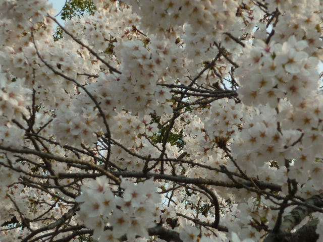 桜_d0178017_9422722.jpg